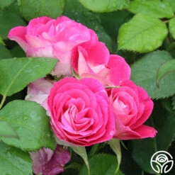 Easy To Please™ -Heirloom Roses Easy To Please 1