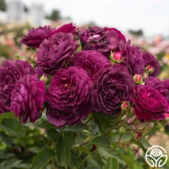 Ebb Tide™ -Heirloom Roses Ebb Tide 011