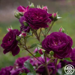 Ebb Tide™ -Heirloom Roses Ebb Tide 1024