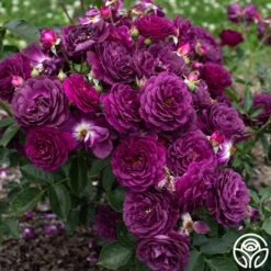 Ebb Tide™ -Heirloom Roses Ebb Tide 1034