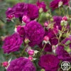 Ebb Tide™ 1 Ebb Tide™ -Heirloom Roses Ebb Tide 111