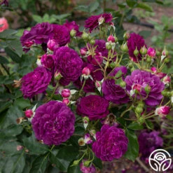 Ebb Tide™ -Heirloom Roses Ebb Tide 013