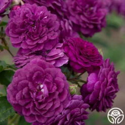 Ebb Tide™ -Heirloom Roses Ebb Tide 017