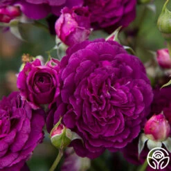Ebb Tide™ -Heirloom Roses Ebb Tide 112