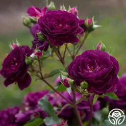 Ebb Tide™ -Heirloom Roses Ebb Tide 1156