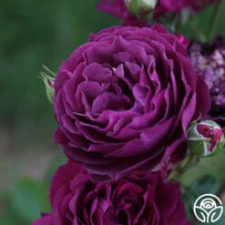 Ebb Tide™ -Heirloom Roses Ebb Tide 13
