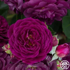 Ebb Tide™ -Heirloom Roses Ebb Tide 16