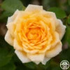 Edith's Darling™ -Heirloom Roses Edith s Darling 111