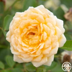 Edith's Darling™ 14 Edith's Darling™ -Heirloom Roses Edith s Darling 12