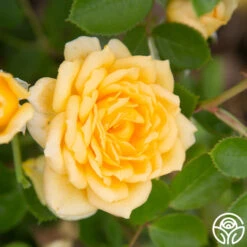 Edith's Darling™ 18 Edith's Darling™ -Heirloom Roses Edith s Darling 13