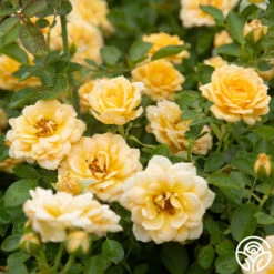 Edith's Darling™ 15 Edith's Darling™ -Heirloom Roses Edith s Darling 15