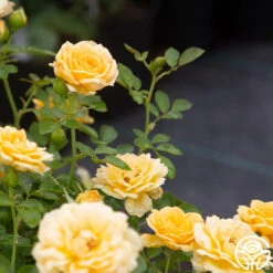 Edith's Darling™ 19 Edith's Darling™ -Heirloom Roses Edith s Darling 17