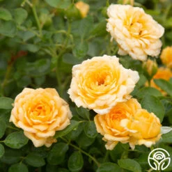 Edith's Darling™ 16 Edith's Darling™ -Heirloom Roses Edith s Darling 19