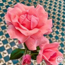 Eiffel Tower -Heirloom Roses Eiffel Tower 11