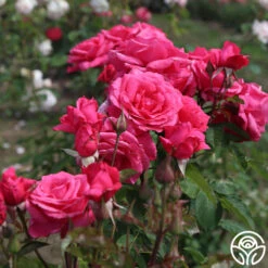 Electron® -Heirloom Roses Electron 04