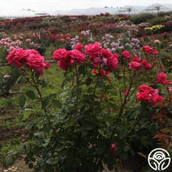 Electron® -Heirloom Roses Electron 05