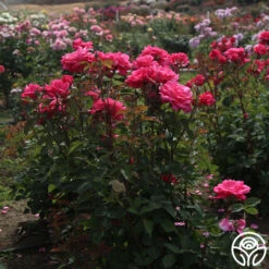 Electron® -Heirloom Roses Electron 07