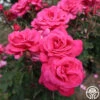Electron® -Heirloom Roses Electron 12
