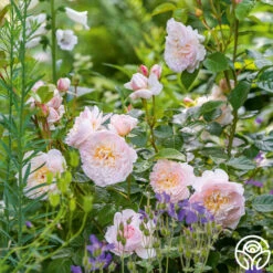 Emily Brontë -Heirloom Roses Emily Bronte 2