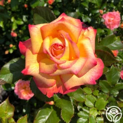 Enchanted Peace™ -Heirloom Roses Enchanted Peace 0123