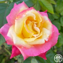 Enchanted Peace™ -Heirloom Roses Enchanted Peace 013