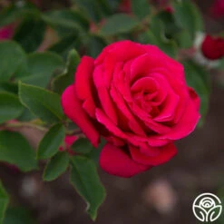 Firefighter® 17 Firefighter® -Heirloom Roses Firefighter 102