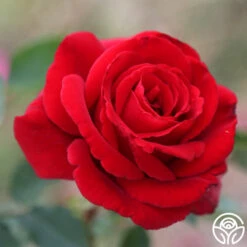 Firefighter® 19 Firefighter® -Heirloom Roses Firefighter 18