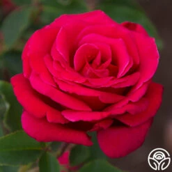 Firefighter® 21 Firefighter® -Heirloom Roses Firefighter 23