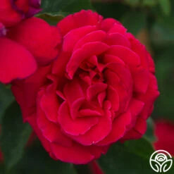 Firefighter® 23 Firefighter® -Heirloom Roses Firefighter 34