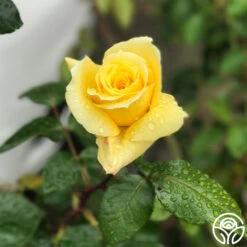 First Impression -Heirloom Roses First Impression 20