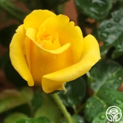 First Impression -Heirloom Roses First Impression 22