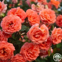 Folklore™ -Heirloom Roses Folklore 11