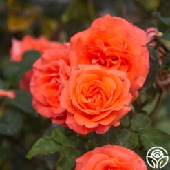 Folklore™ -Heirloom Roses Folklore 12