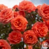 Folklore™ -Heirloom Roses Folklore 13