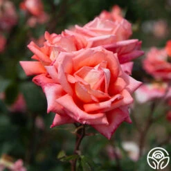 Folklore™ -Heirloom Roses Folklore 1436