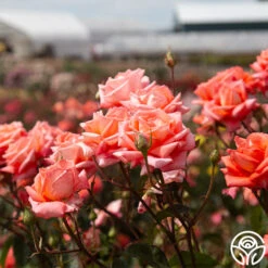 Folklore™ -Heirloom Roses Folklore 1454