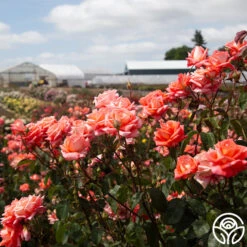 Folklore™ -Heirloom Roses Folklore 1456