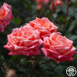 Folklore™ -Heirloom Roses Folklore 1456345