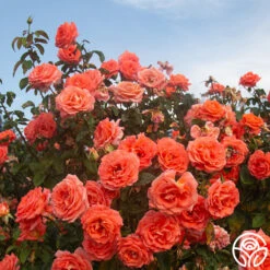 Folklore™ -Heirloom Roses Folklore 15