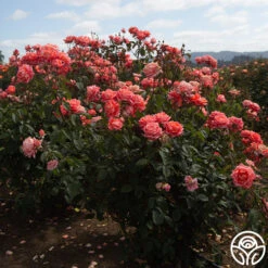 Folklore™ -Heirloom Roses Folklore 156