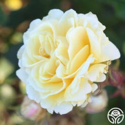 Forever Busy -Heirloom Roses Forever Busy 11