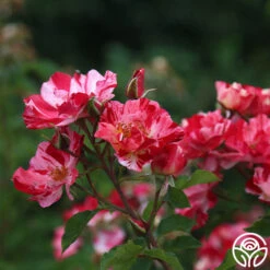 Fourth Of July™ -Heirloom Roses Fourth Of July 11