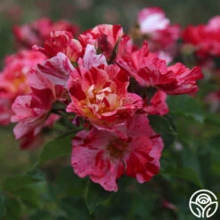 Fourth Of July™ -Heirloom Roses Fourth Of July 12