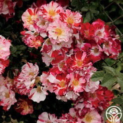 New Release -Heirloom Roses Fourth Of July 15