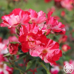 Fourth Of July™ -Heirloom Roses Fourth Of July 16