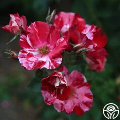 Fourth Of July™ -Heirloom Roses Fourth of July 103