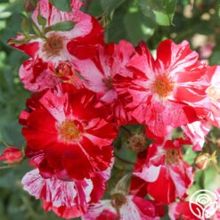 Fourth Of July™ -Heirloom Roses Fourth of July 22