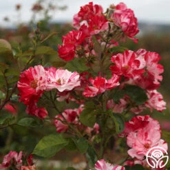 Fourth Of July™ -Heirloom Roses Fourth of July 111