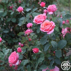 Fragrant Hour -Heirloom Roses Fragrant Hour 11