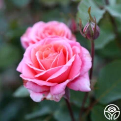 Fragrant Hour -Heirloom Roses Fragrant Hour 13